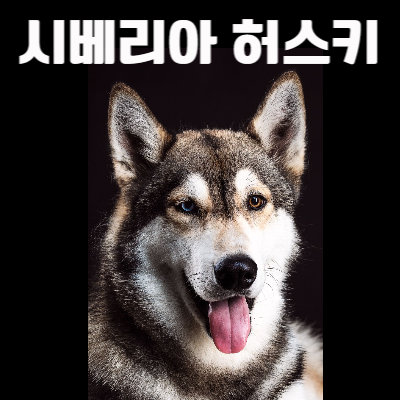 시베리아 허스키 사진