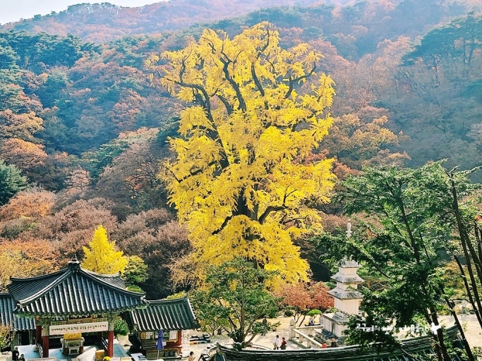 용문사 사진