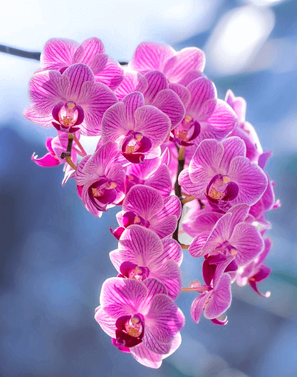 보라색 꽃들이 가득 핀 나무가 있다. 포도송이처럼 꽃들이 뭉쳐서 피어있다.