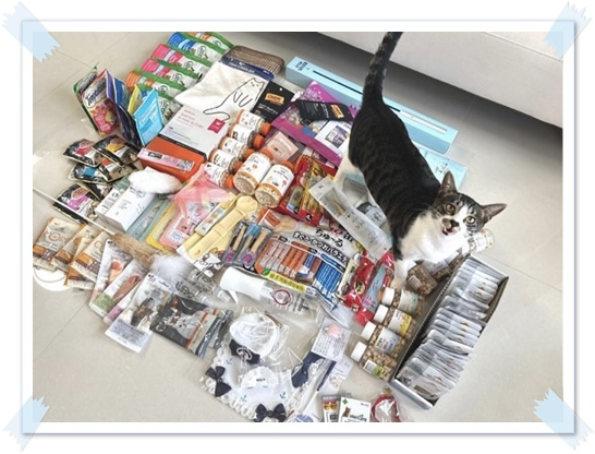 고양이-키우기-현실