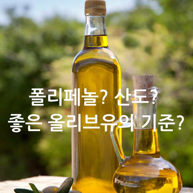 그리스산 코로네이키 올리브유 효능과 선택 팁