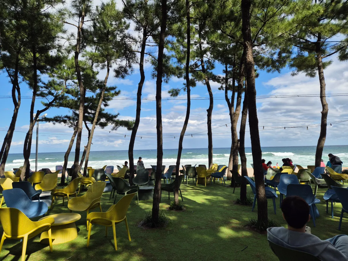 바다정원_야외좌석_소나무들_푸른바다