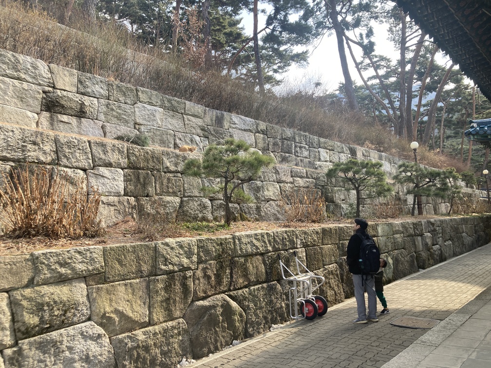 대웅전 뒤에서 고양이 구경