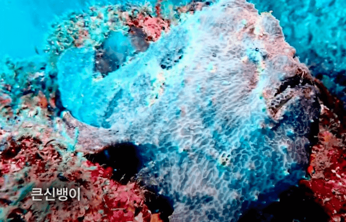 해수온 상승으로 발견된 큰신뱅이