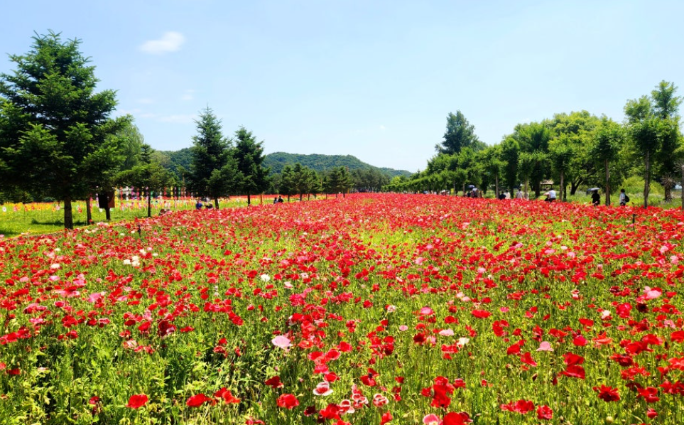 자라섬 꽃축제3