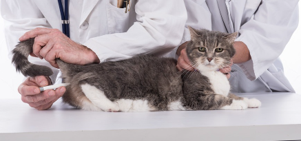 수의사에게 열을 받는 고양이.
