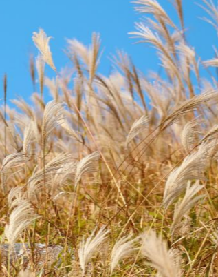 포천 산정호수 명성산 억새꽃축제