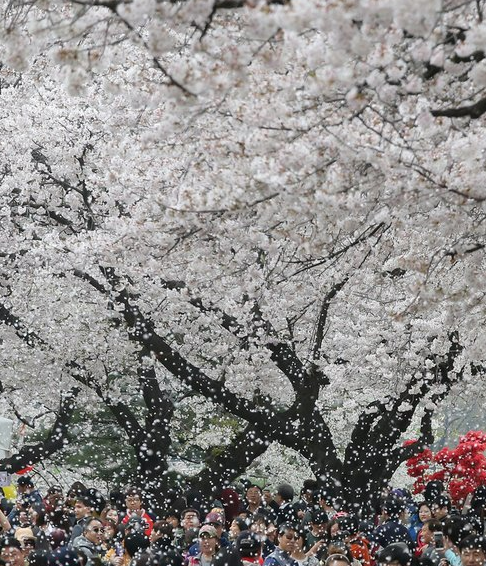 서울 여의도 벚꽃축제(MBN 제공)