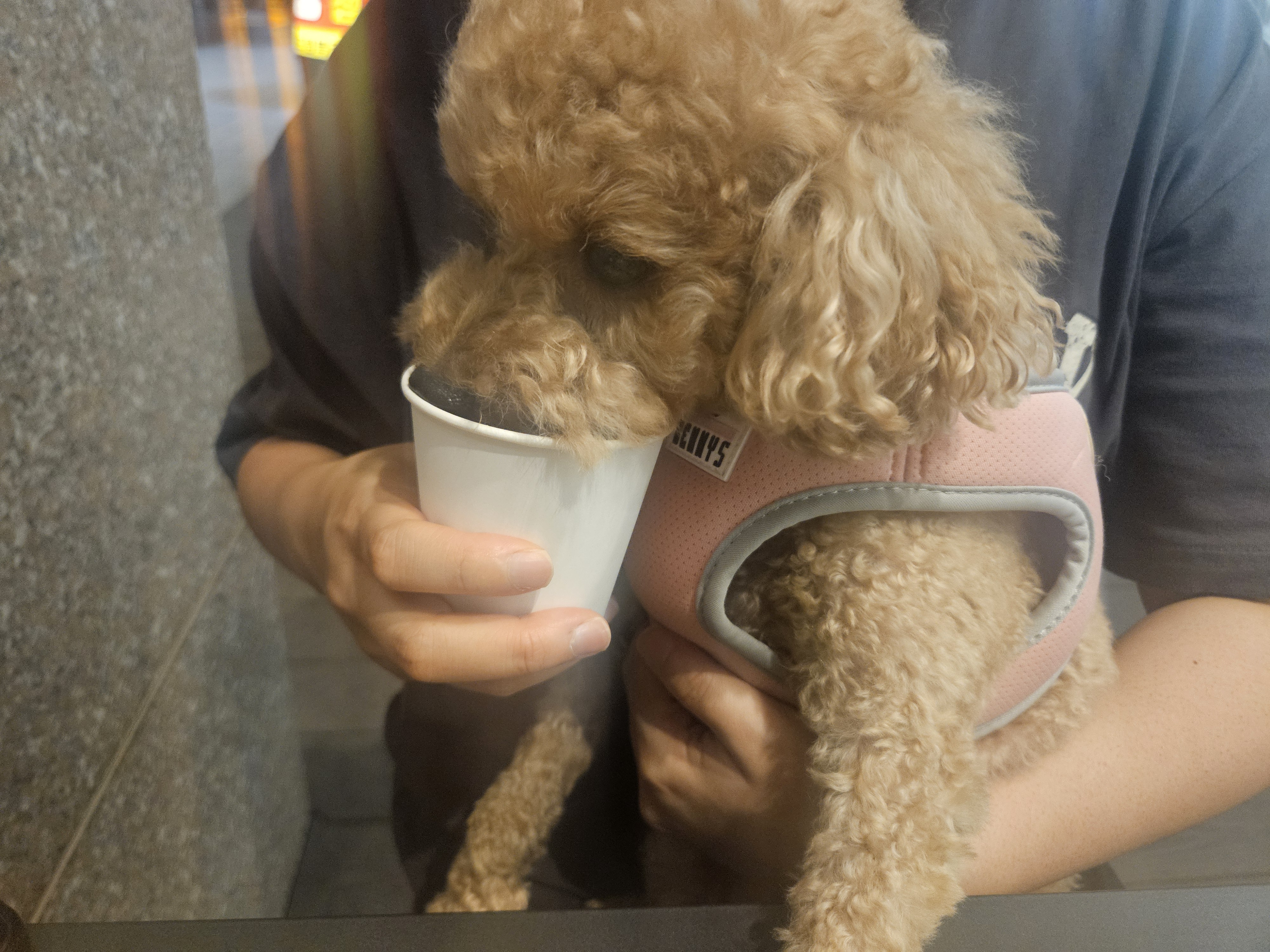 푸들