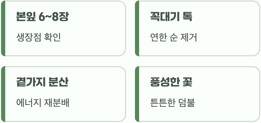 웃자람을 막는 작은 용기, 순지르기