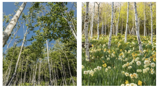 화담숲 자작나무숲