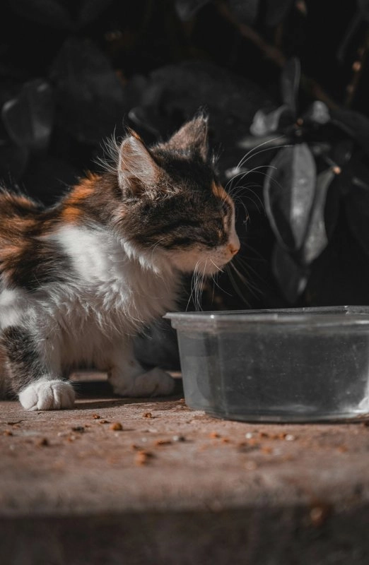 고양이 음수량