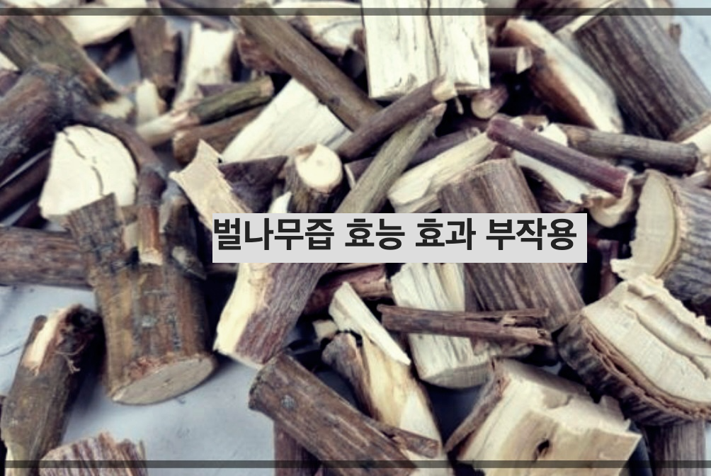 벌나무즙 효능 효과 부작용