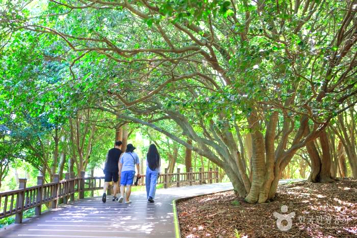 3명의 사람들이 숲길을 걸어가고 있다.