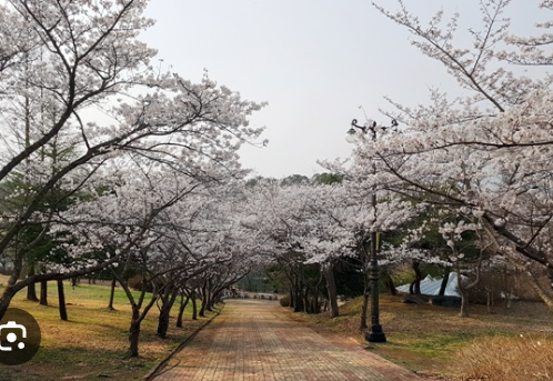 광주벚꽃명소
