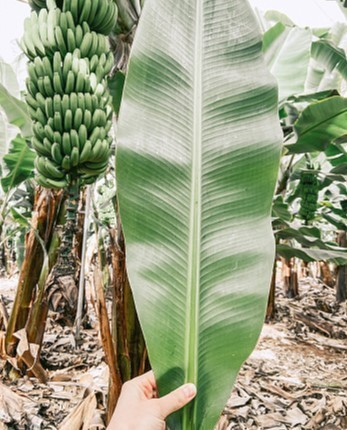 당노톱 효능 부작용 (3개월 섭취)