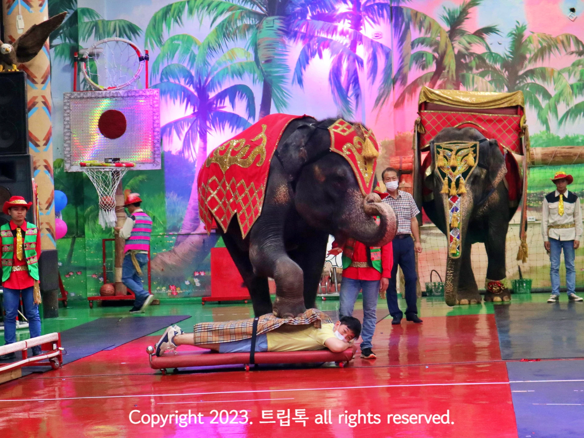 코끼리가 바닥에 누운 사람을 발로 지그시 눌러 마사지 한다.