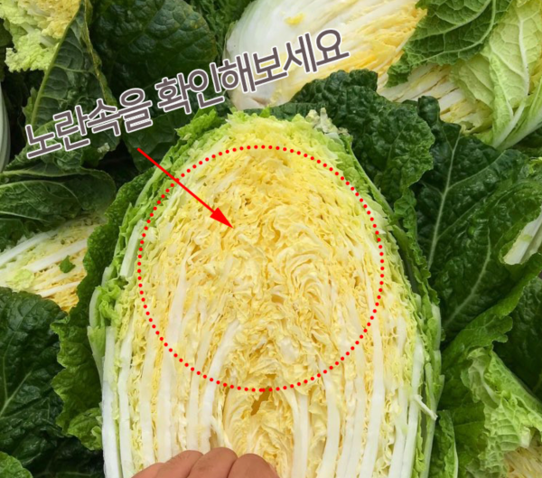 솔직한 식탁 배추