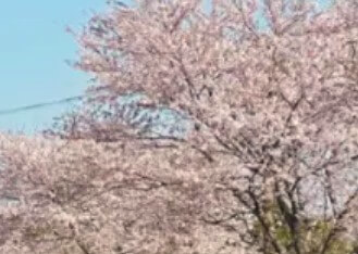 서울-벚꽃-개화시기-2