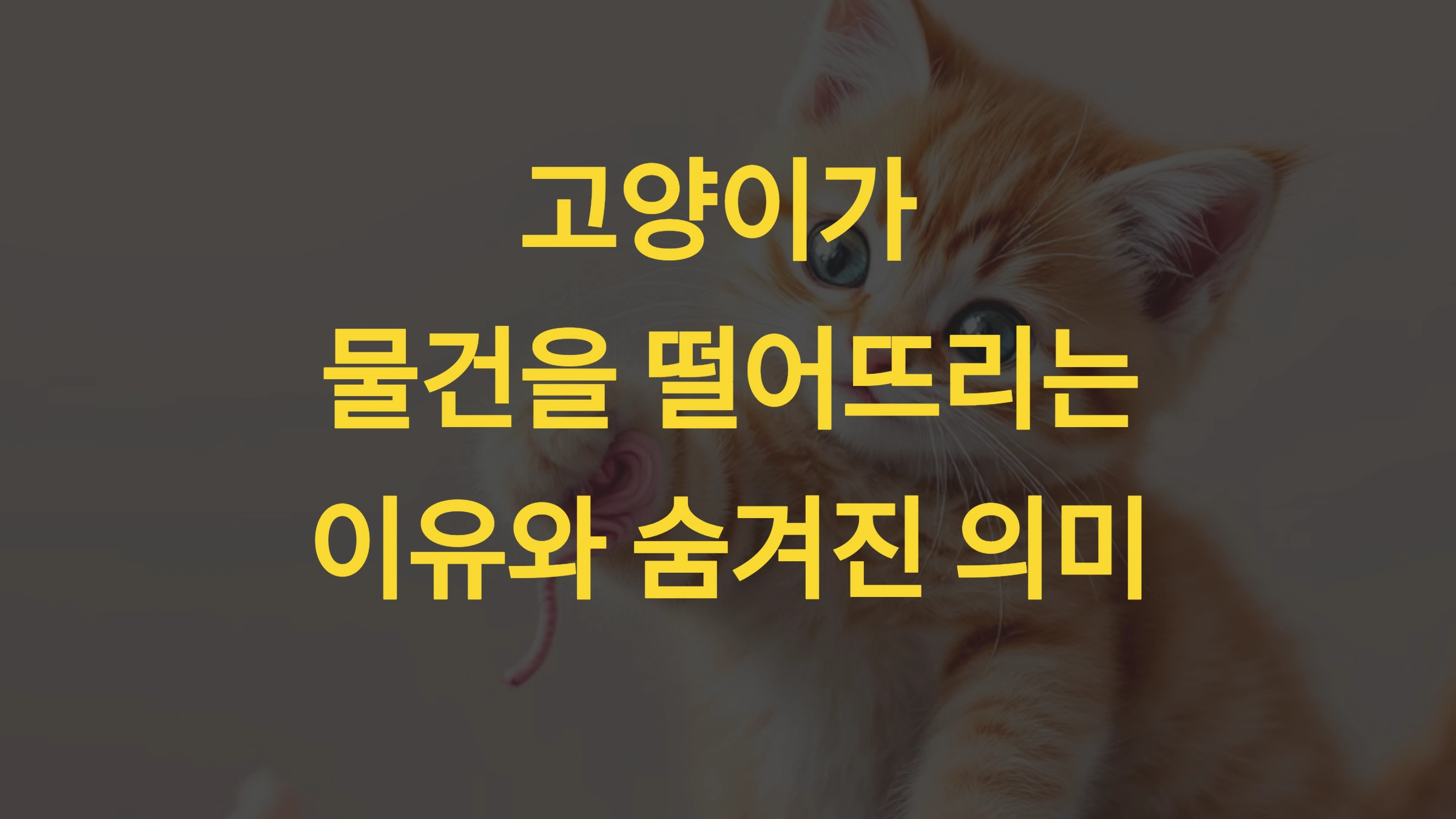 🐱 고양이가 물건을 떨어뜨리는 이유와 숨겨진 의미