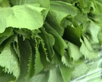 영양 산나물축제_4