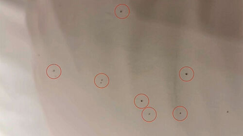 호텔 진드기의 습격