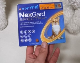 강아지 고양이 심장사상충 약, 넥스가드 스펙트라 직구, 넥스가드 스펙트라 단점, 넥스가드 스펙트라 약국 가격, 넥스가드 스펙트라 파는 곳 넥스가드 스펙트라 펫버킷