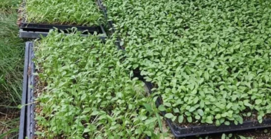 지리산-남원-곤달비-영농조합법인