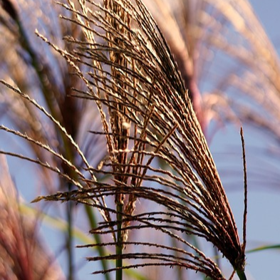 가을 억새 명소 은빛 물결