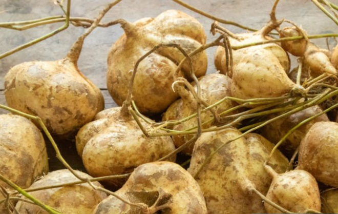 히카마(멕시코 감자)