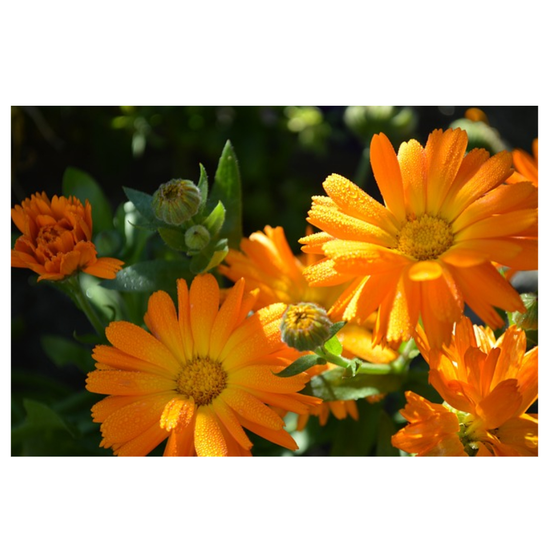 여주와 관련된 사진입니다.