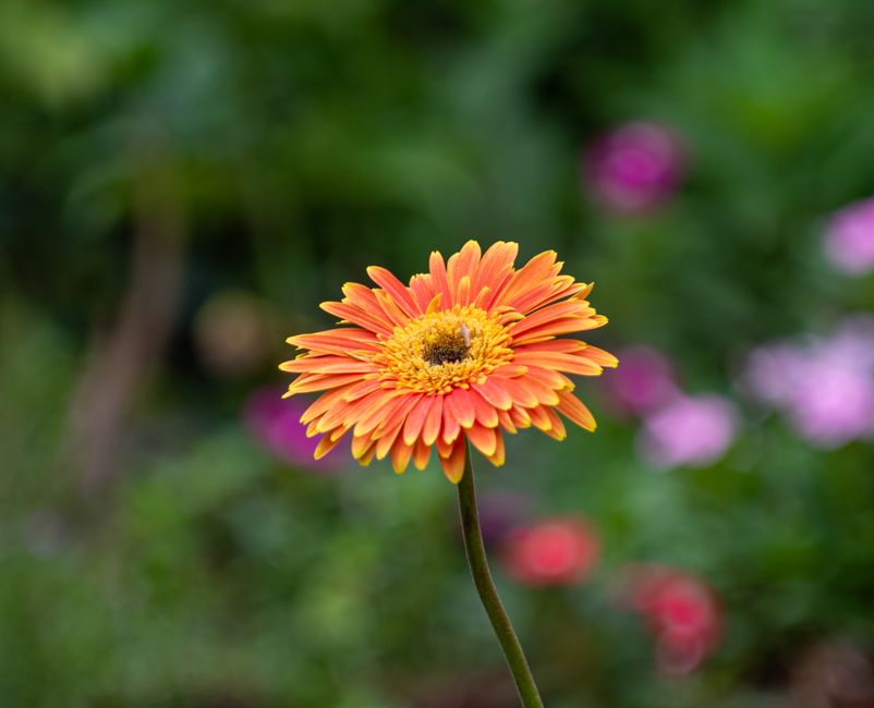 Close-up of a vibrant orange gerbera daisy in full bloom, set against a blurred garden background.