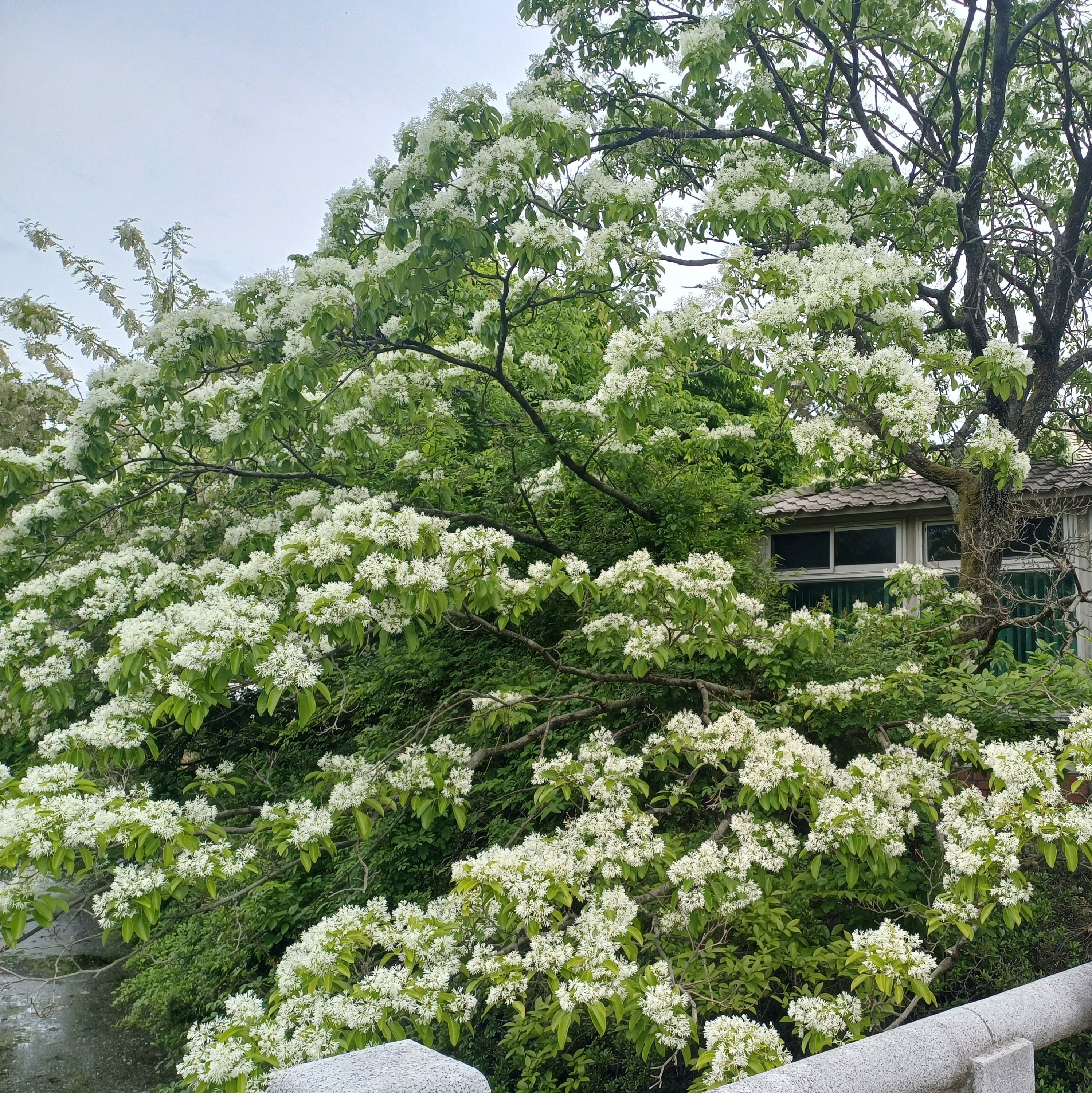 위양지-이팝나무-절정
