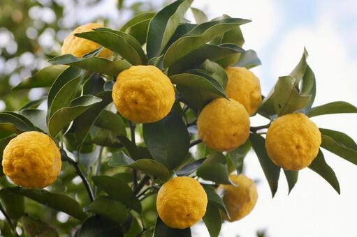 나무에 열린 유자