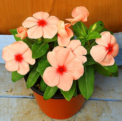 가을에 피는 꽃 종류 일일초