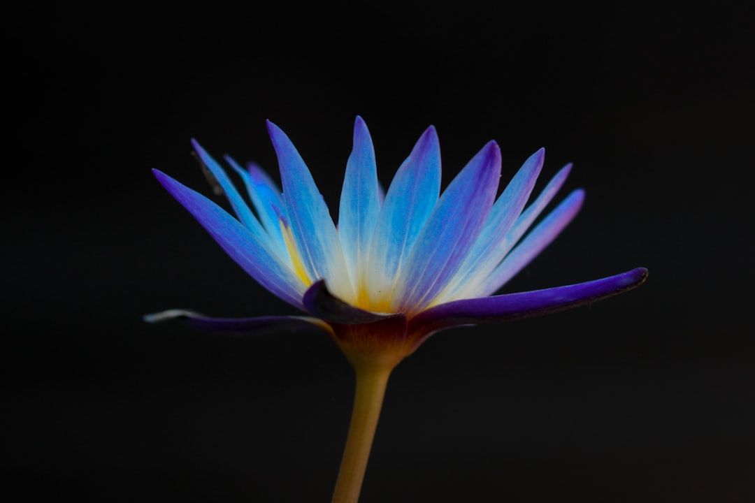 Blooming