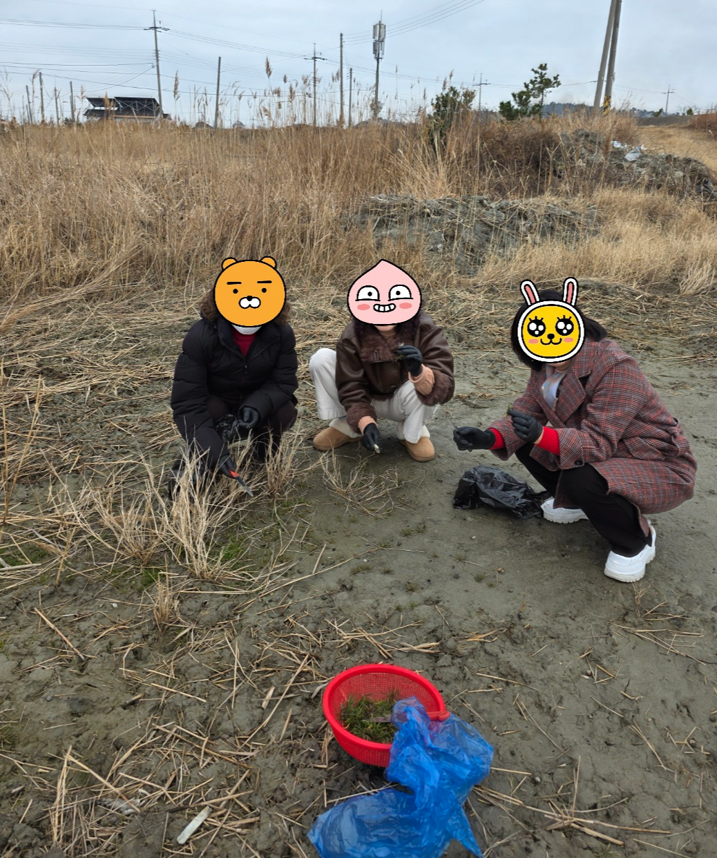 친구들과 자연 갯벌에서 직접 캔 싱싱하고 통통한 세발나물