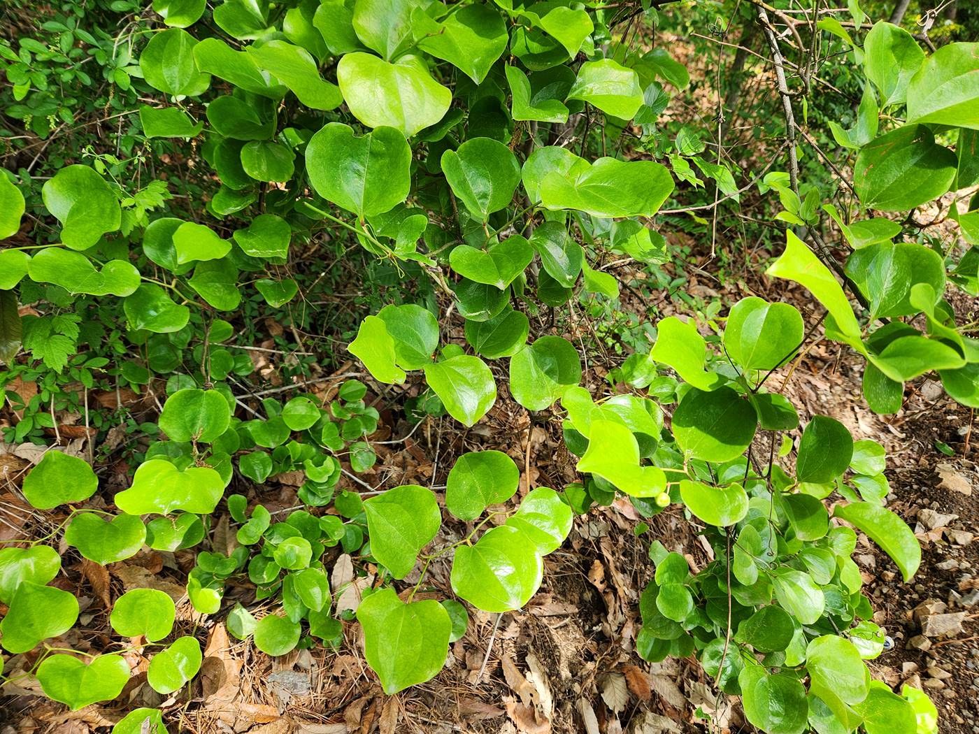 청미래덩굴(망개나무)