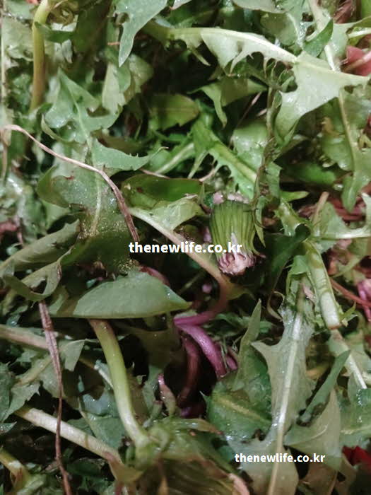 민들레 잎 효능 리놀산 루테올린