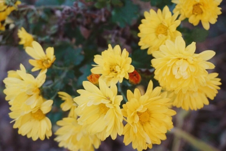 6시내고향 전북 진안 동국 식초 파는 곳 전국 택배 온라인 전화 주문 추천