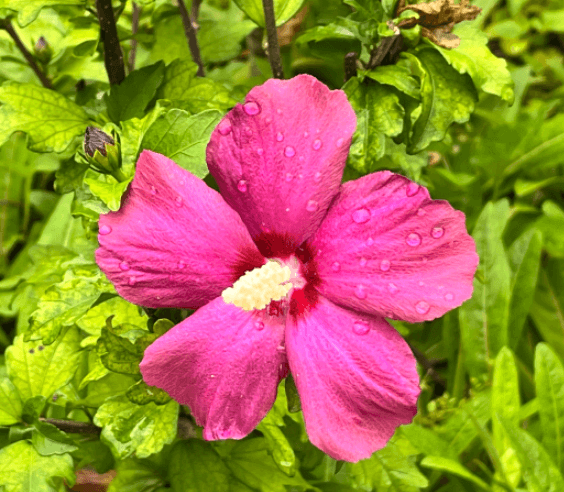 화담숲 예매하기