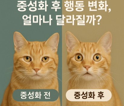 고양이 중성화 후 행동 변화, 정말 달라질까? 전후 비교 분석