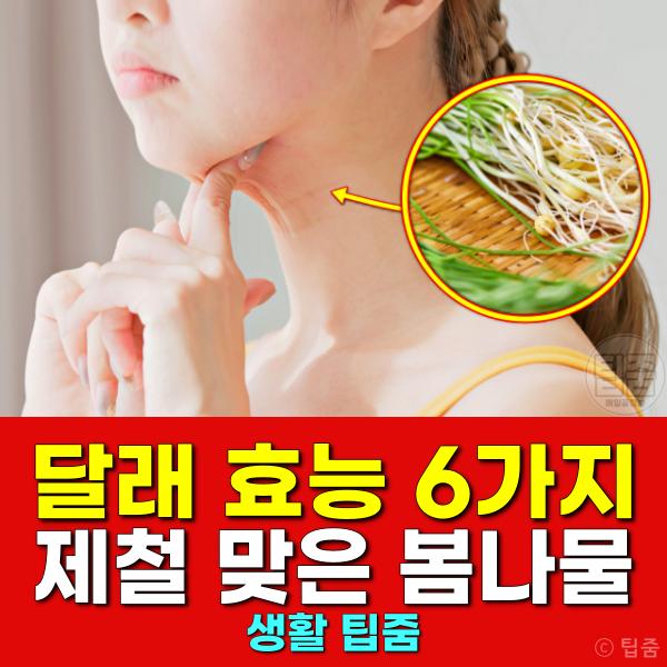 달래 효능 봄나물 제철
