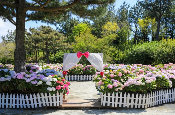 휴애리 봄 수국 축제 (출처:한국관광공사)