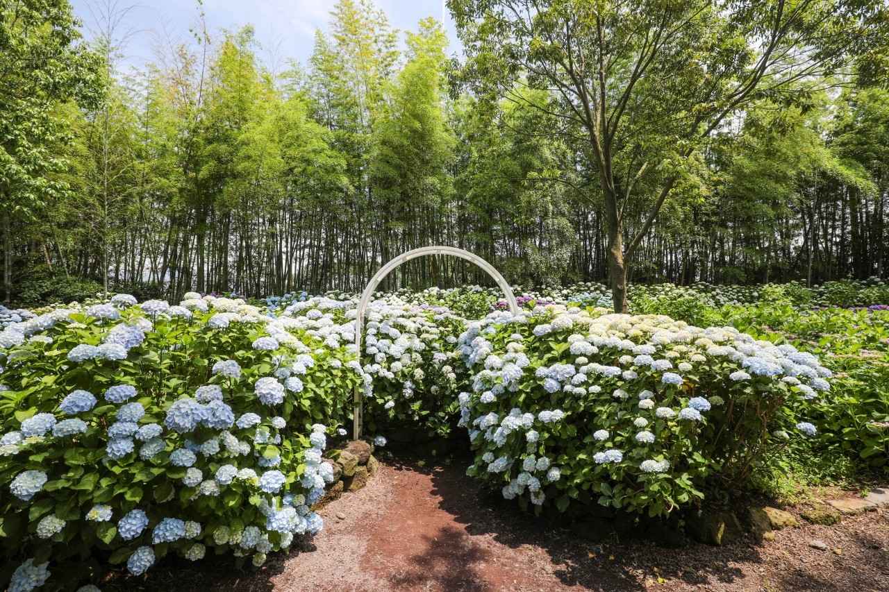 휴애리 여름 수국축제