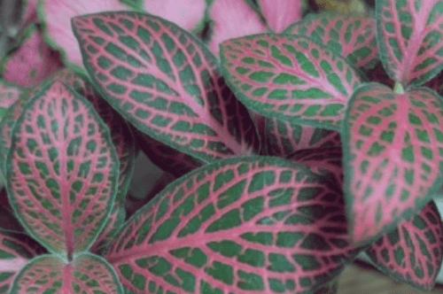 잎사귀에-빨간줄이간-피토니아