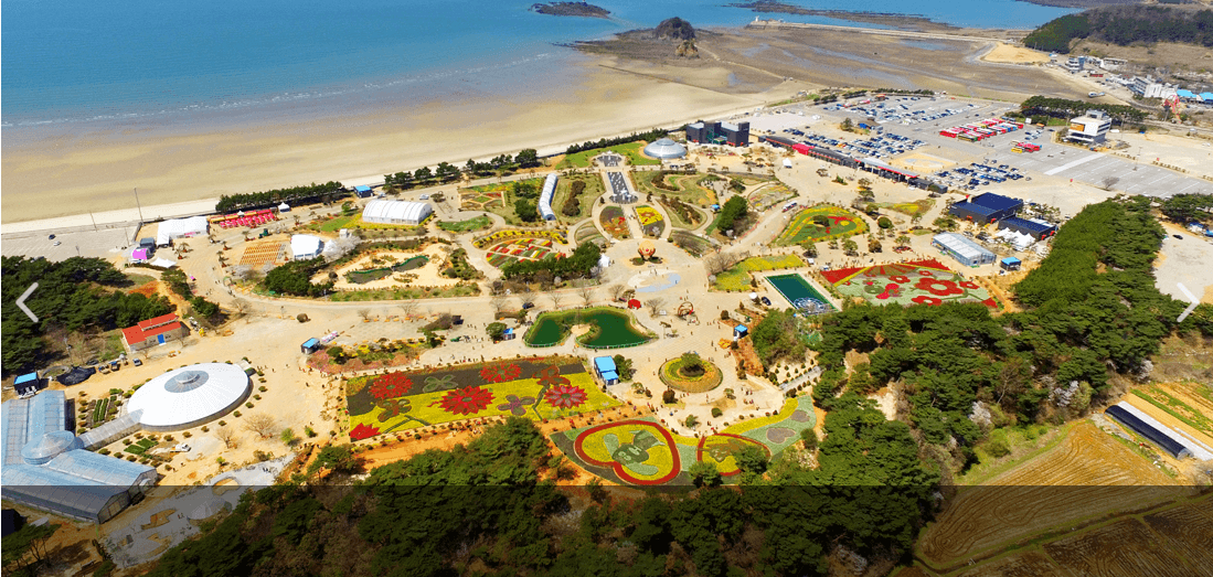 태안 튤립축제 기간