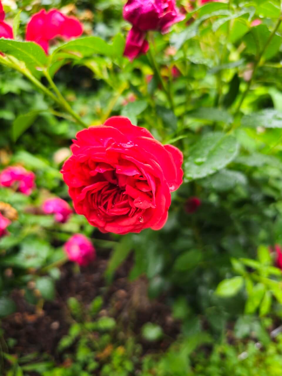 장애인 부모부양 중심 vs 국가중심 복지