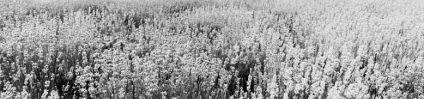 햇빛: 하루 6시간 이항