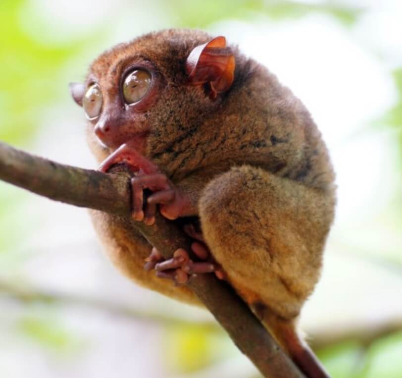 원숭이 두창 관련주 원숭이 두창이란?